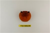 藏品(白紋方蟹)的圖片